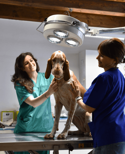 ambulatorio veterinario athesis verona