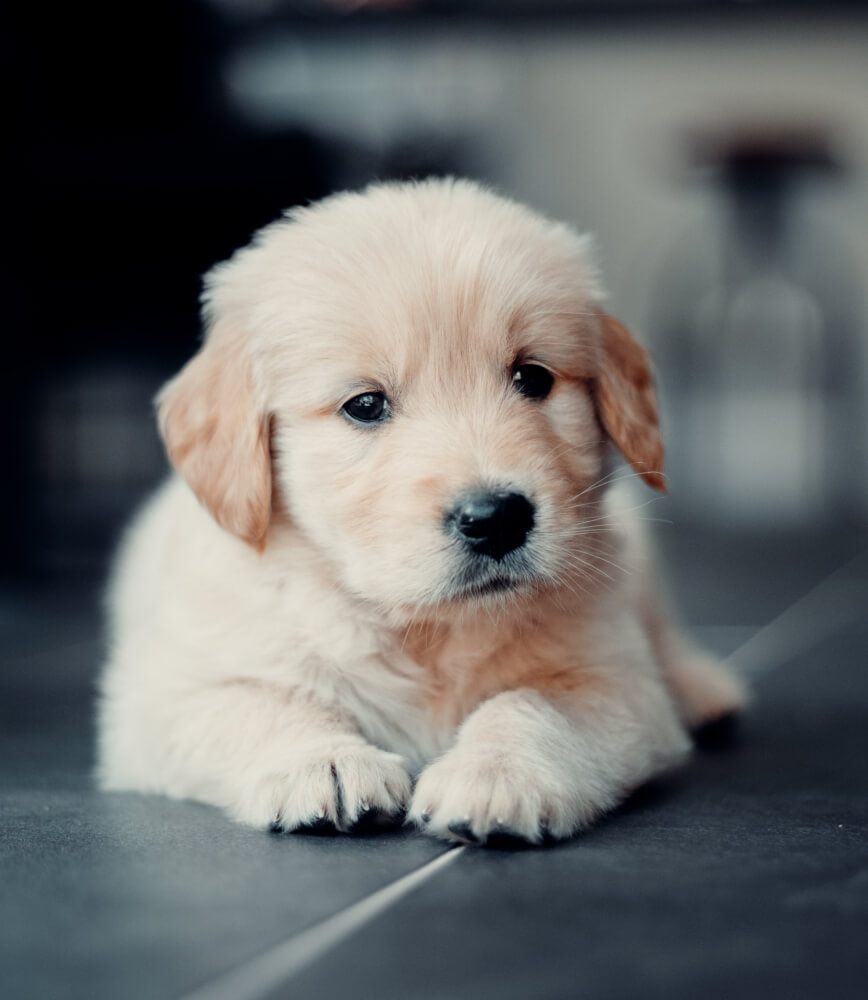 minerva-vetformula-cane-cucciolo-plus