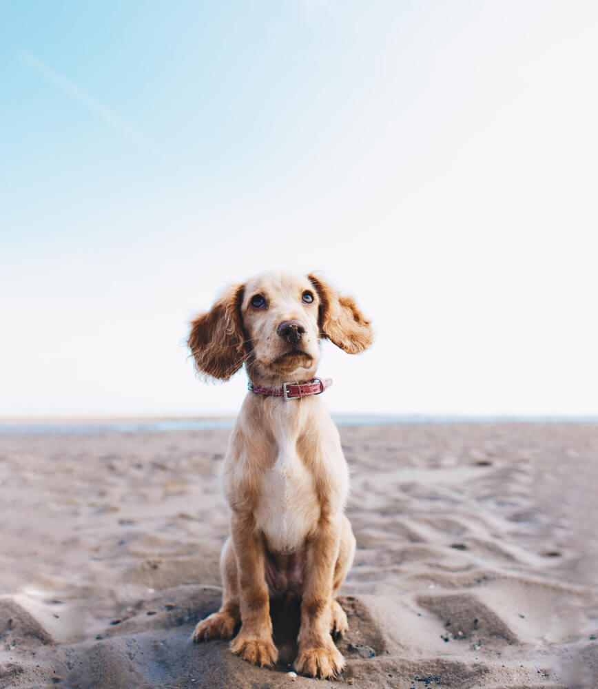 minerva-vetformula-cane-cucciolo