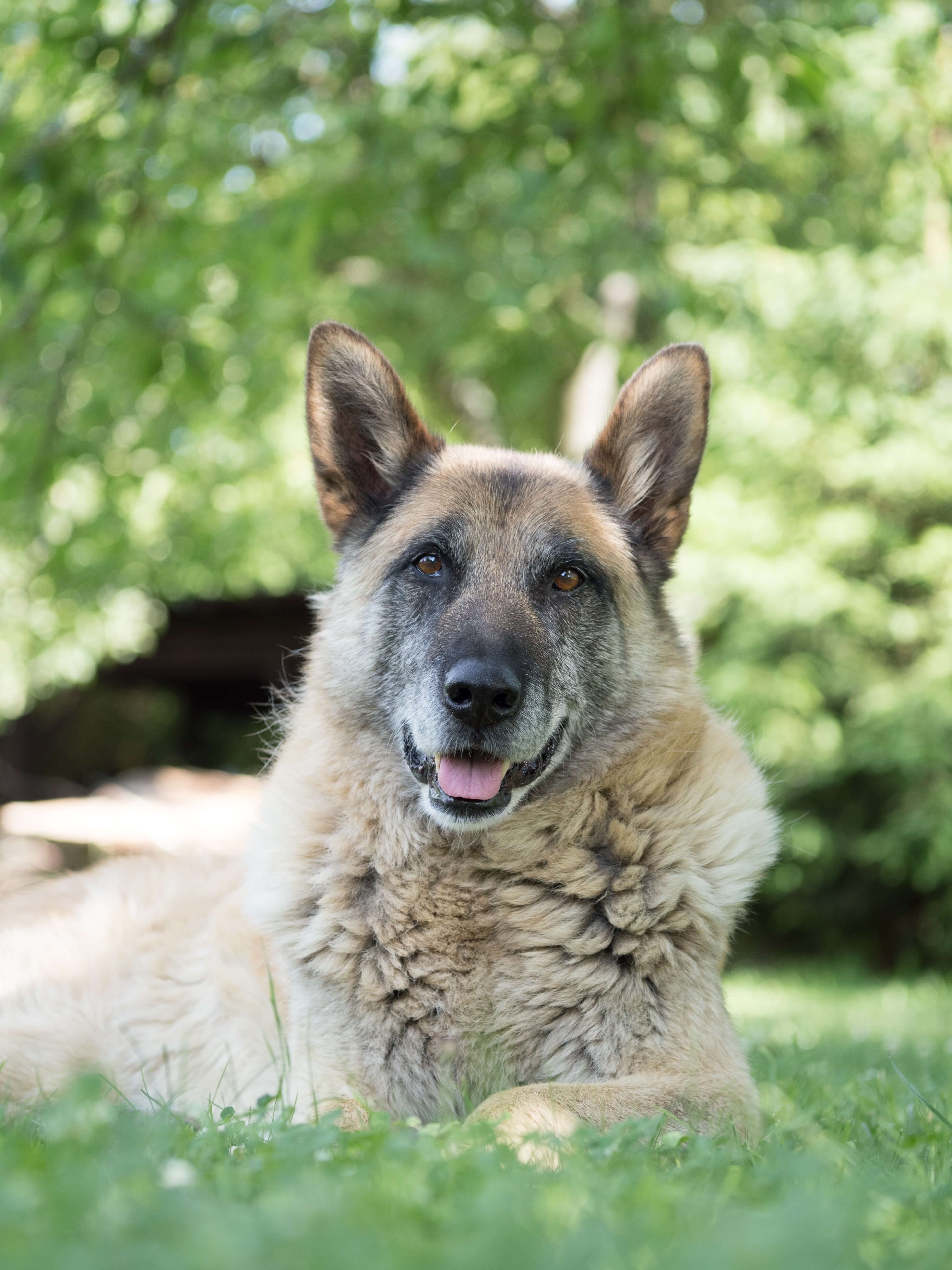 minerva-vetformula-cane-senior-plus