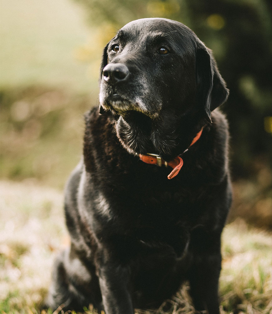 minerva-vetformula-cane-senior