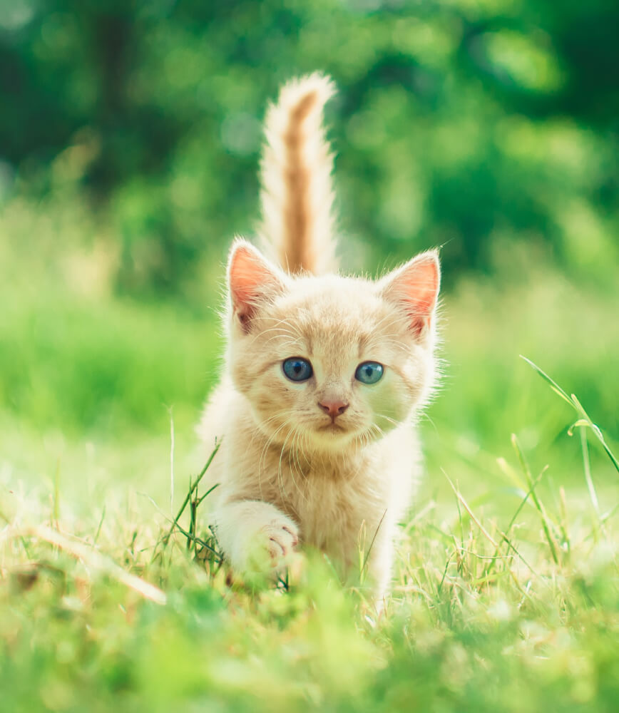 minerva-vetformula-gatto-cucciolo-outdoor