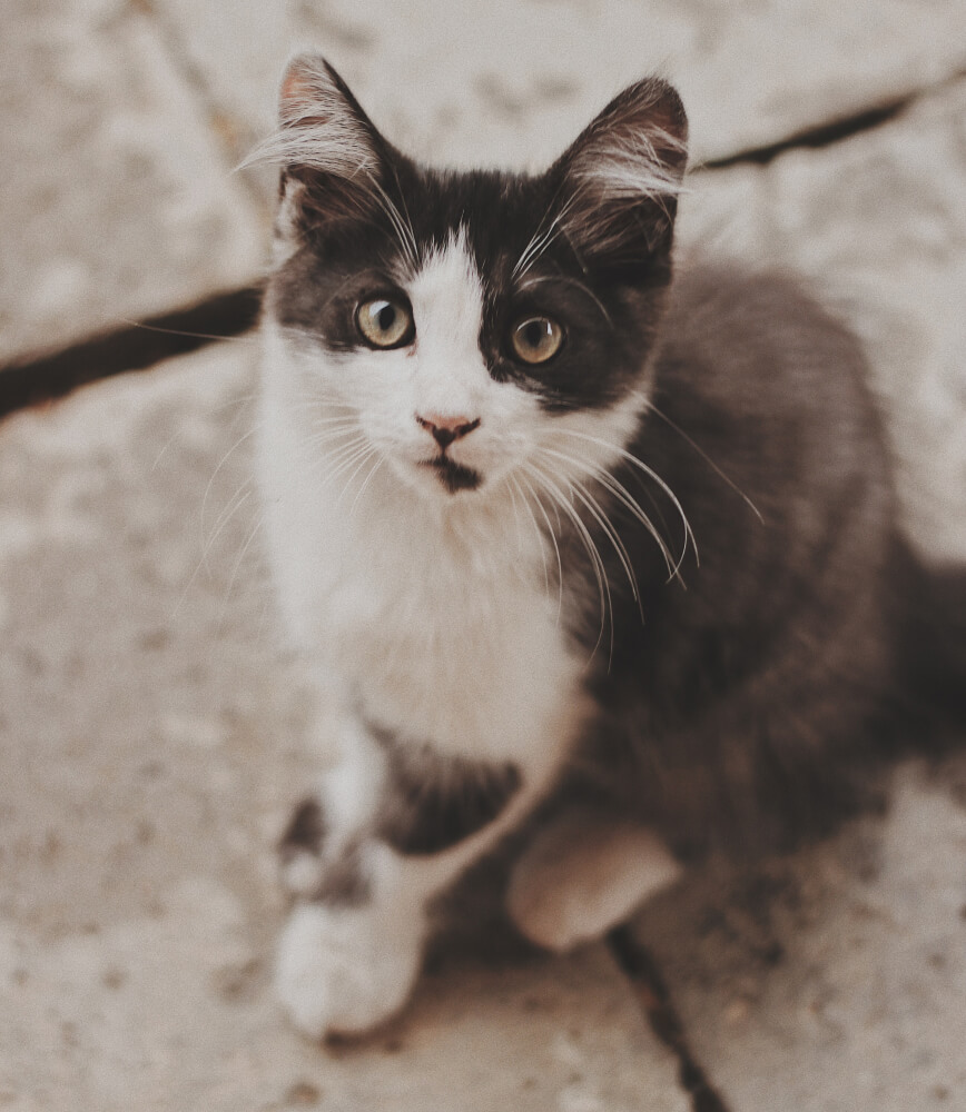 minerva-vetformula-gatto-outdoor
