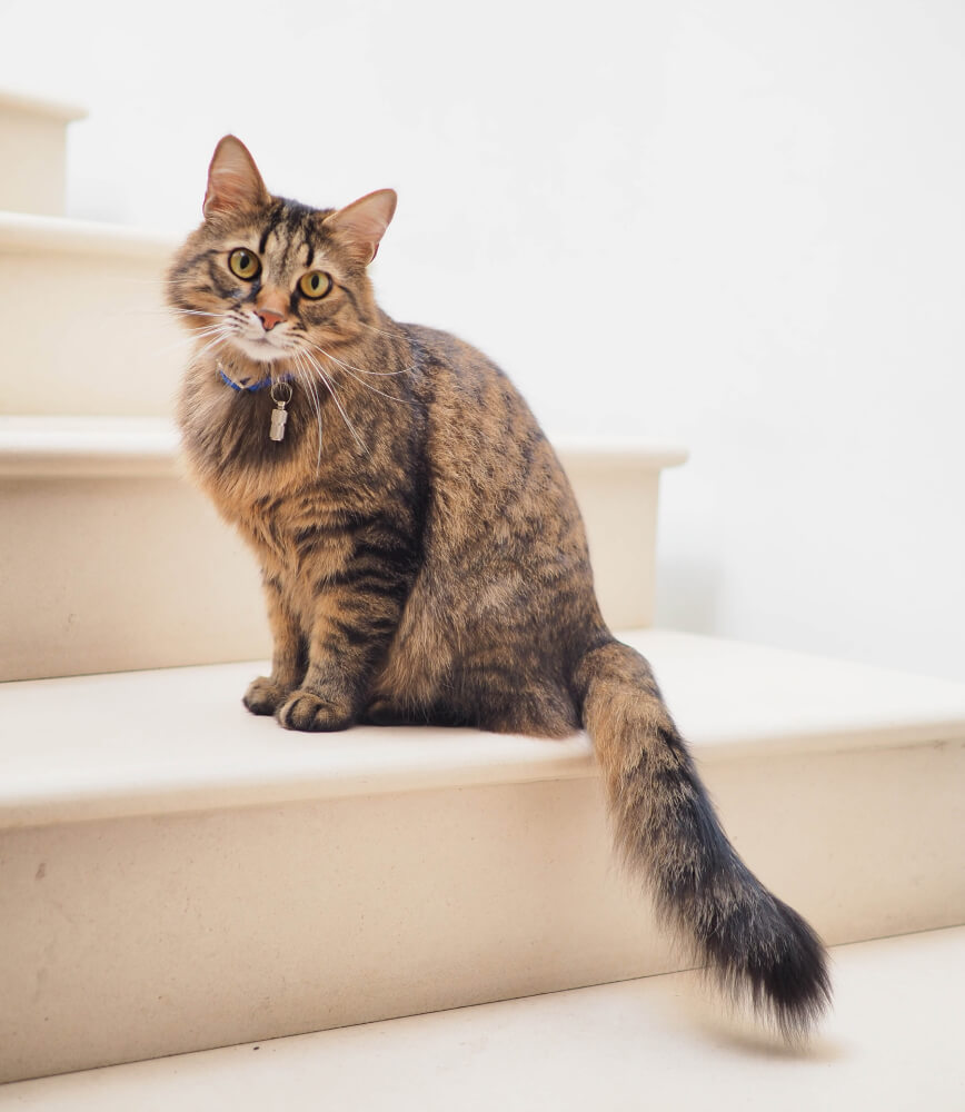 minerva-vetformula-gatto-senior-indoor