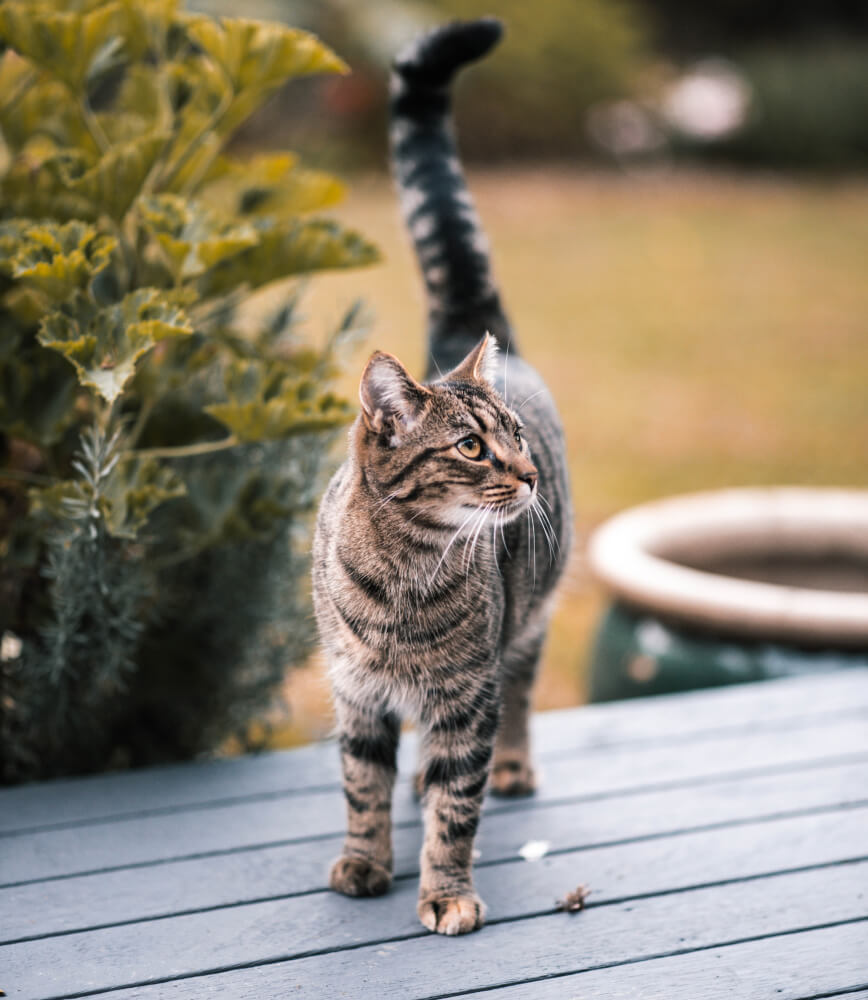 minerva-vetformula-gatto-senior-outdoor